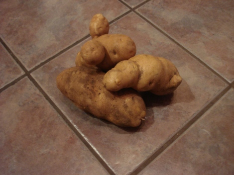 A few of the medium sized potatoes harvested from Royal farm, Royalton, MN.